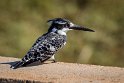 100 Kruger National Park, bonte ijsvogel